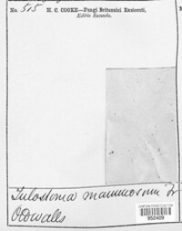 Tulostoma mammosum image